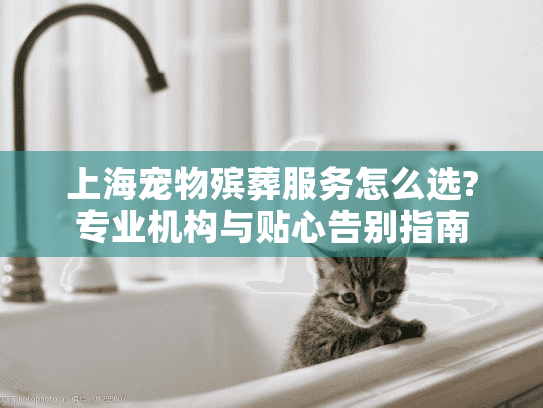 上海宠物殡葬服务怎么选?专业机构与贴心告别指南