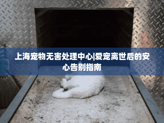 上海宠物无害处理中心|爱宠离世后的安心告别指南