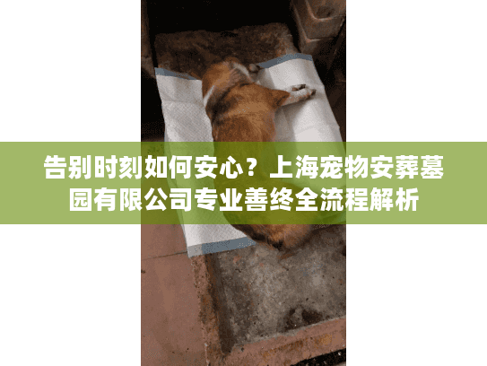 告别时刻如何安心？上海宠物安葬墓园有限公司专业善终全流程解析