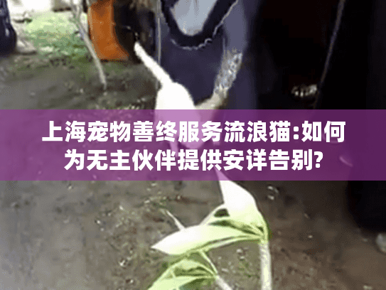上海宠物善终服务流浪猫:如何为无主伙伴提供安详告别?