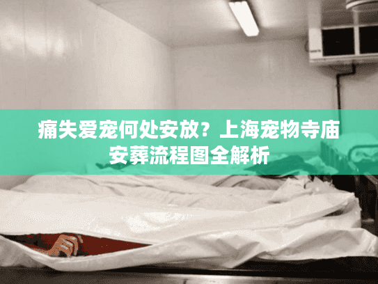 痛失爱宠何处安放？上海宠物寺庙安葬流程图全解析