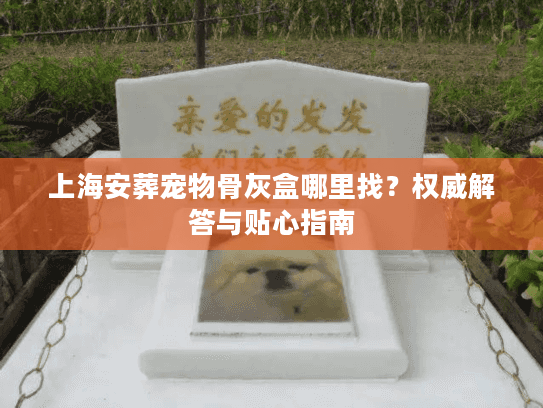 上海安葬宠物骨灰盒哪里找？权威解答与贴心指南