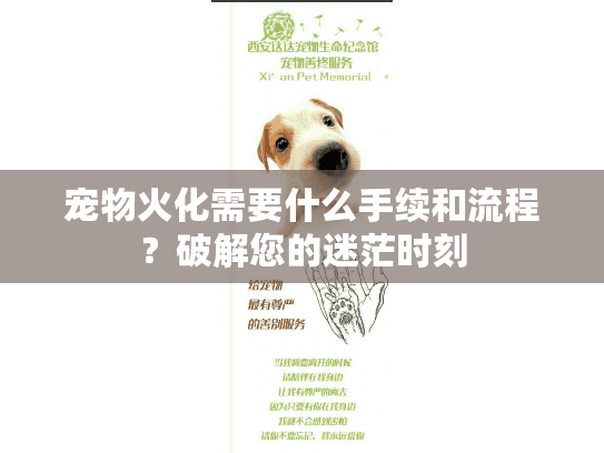 宠物火化需要什么手续和流程？破解您的迷茫时刻