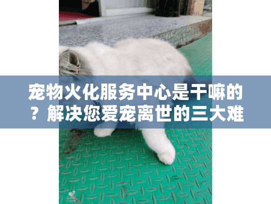 宠物火化服务中心是干嘛的？解决您爱宠离世的三大难题