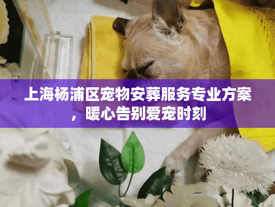 上海杨浦区宠物安葬服务专业方案，暖心告别爱宠时刻