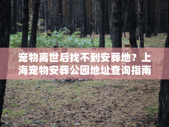 宠物离世后找不到安葬地？上海宠物安葬公园地址查询指南