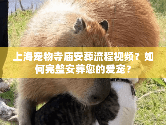 上海宠物寺庙安葬流程视频？如何完整安葬您的爱宠？