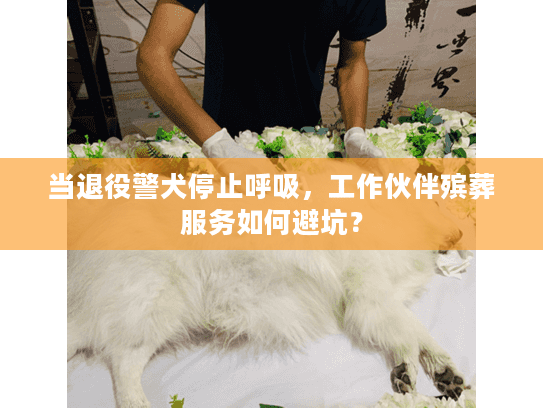 当退役警犬停止呼吸，工作伙伴殡葬服务如何避坑？