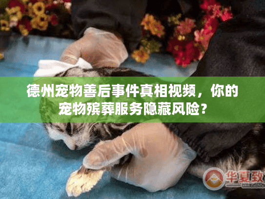 德州宠物善后事件真相视频，你的宠物殡葬服务隐藏风险？
