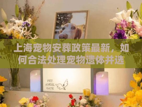 上海宠物安葬政策最新，如何合法处理宠物遗体并选择服务？