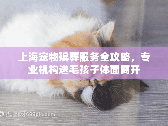 上海宠物殡葬服务全攻略，专业机构送毛孩子体面离开
