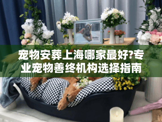 宠物安葬上海哪家最好?专业宠物善终机构选择指南