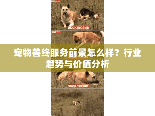 宠物善终服务前景怎么样？行业趋势与价值分析