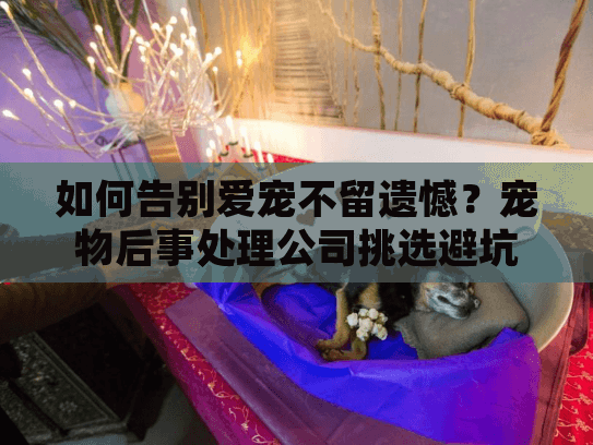 如何告别爱宠不留遗憾？宠物后事处理公司挑选避坑指南