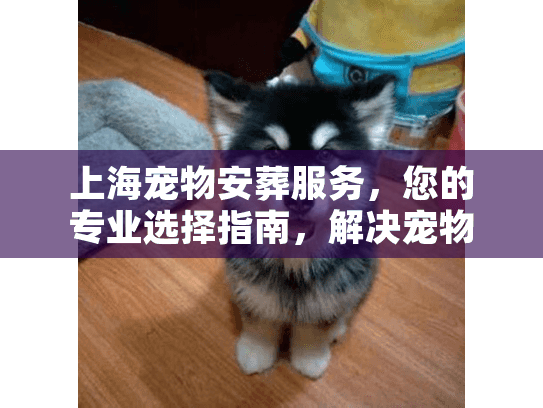上海宠物安葬服务，您的专业选择指南，解决宠物离世难题