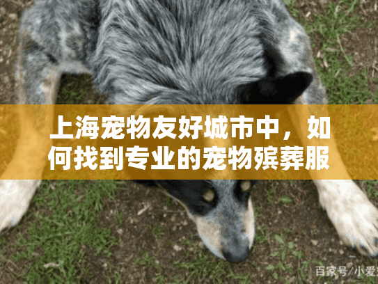 上海宠物友好城市中，如何找到专业的宠物殡葬服务？