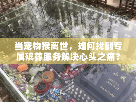 当宠物猴离世，如何找到专属殡葬服务解决心头之痛？