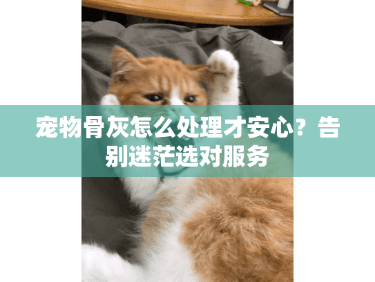 宠物骨灰怎么处理才安心？告别迷茫选对服务