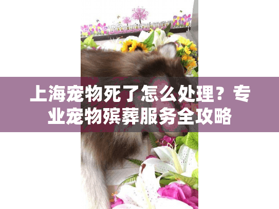 上海宠物死了怎么处理？专业宠物殡葬服务全攻略