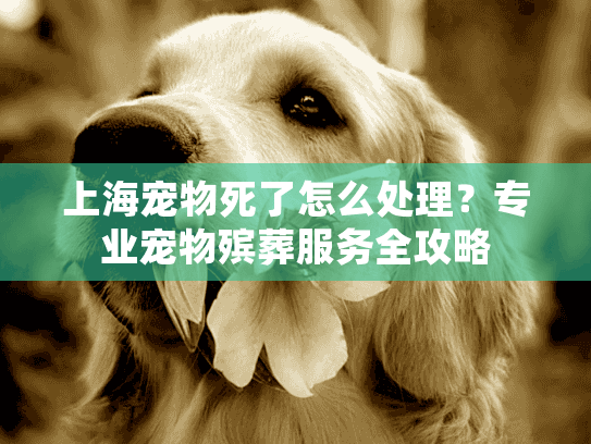上海宠物死了怎么处理？专业宠物殡葬服务全攻略