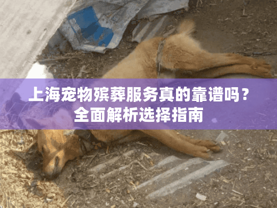 上海宠物殡葬服务真的靠谱吗？全面解析选择指南