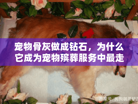宠物骨灰做成钻石，为什么它成为宠物殡葬服务中最走心的选择？