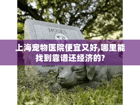 上海宠物医院便宜又好,哪里能找到靠谱还经济的?