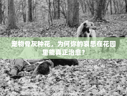 宠物骨灰种花，为何你的哀思在花园里能真正治愈？
