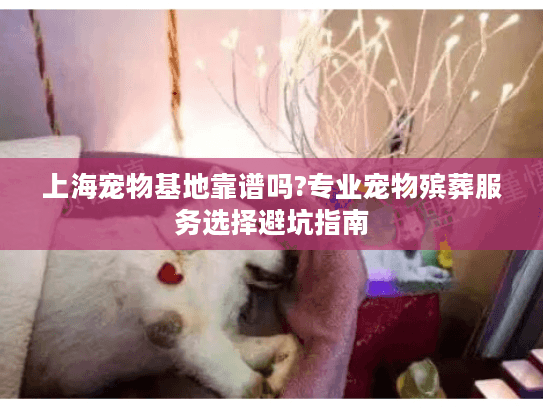 上海宠物基地靠谱吗?专业宠物殡葬服务选择避坑指南