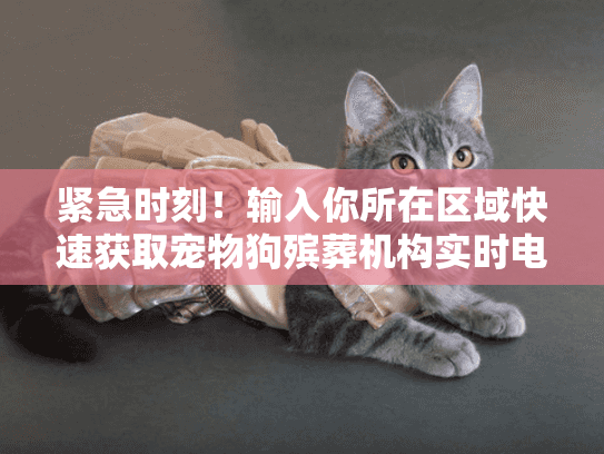 紧急时刻！输入你所在区域快速获取宠物狗殡葬机构实时电话与地址