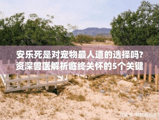 安乐死是对宠物最人道的选择吗?资深兽医解析临终关怀的5个关键时点