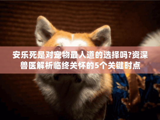 安乐死是对宠物最人道的选择吗?资深兽医解析临终关怀的5个关键时点