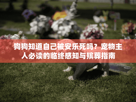 狗狗知道自己被安乐死吗？宠物主人必读的临终感知与殡葬指南