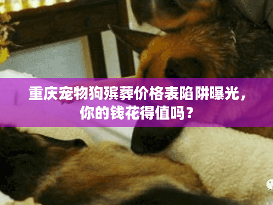 重庆宠物狗殡葬价格表陷阱曝光，你的钱花得值吗？