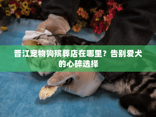 晋江宠物狗殡葬店在哪里？告别爱犬的心碎选择