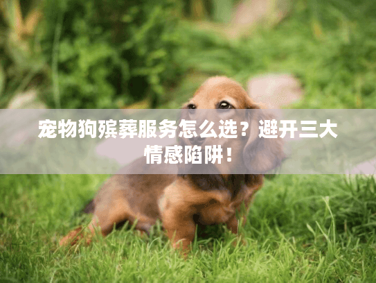 宠物狗殡葬服务怎么选?避开三大情感陷阱! 宠物狗殡葬服务怎么选?避开三大情感陷阱!