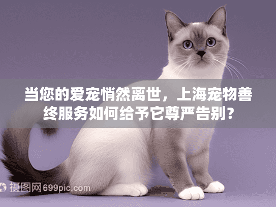 当您的爱宠悄然离世，上海宠物善终服务如何给予它尊严告别？