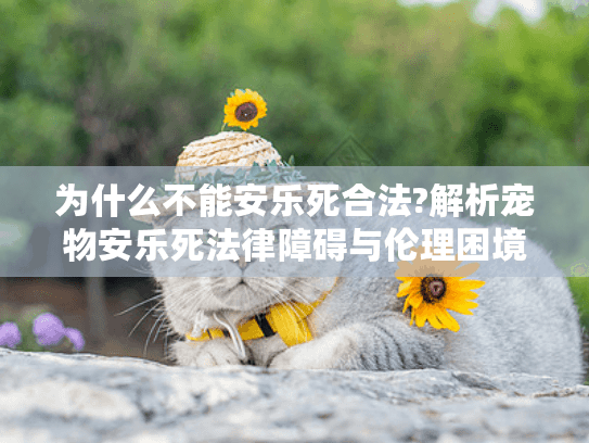 为什么不能安乐死合法?解析宠物安乐死法律障碍与伦理困境