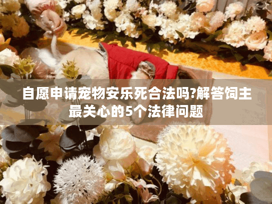 自愿申请宠物安乐死合法吗?解答饲主最关心的5个法律问题