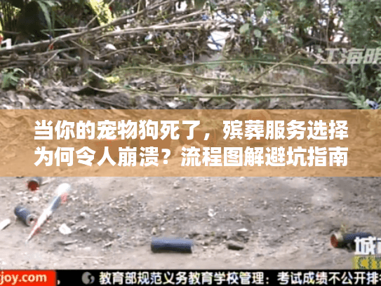 当你的宠物狗死了，殡葬服务选择为何令人崩溃？流程图解避坑指南
