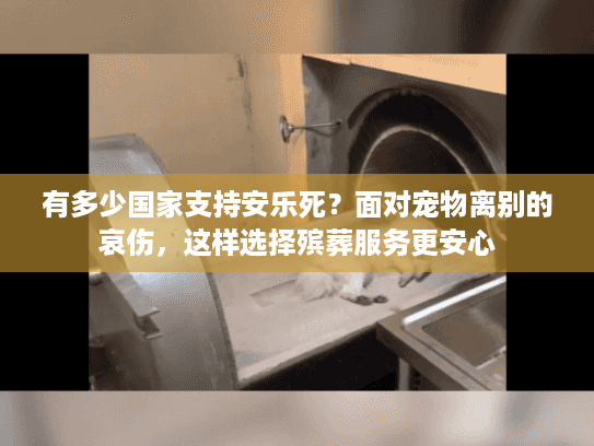 有多少国家支持安乐死？面对宠物离别的哀伤，这样选择殡葬服务更安心