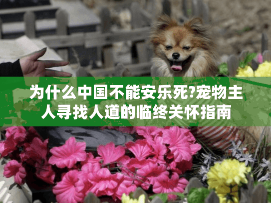 为什么中国不能安乐死?宠物主人寻找人道的临终关怀指南