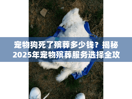 宠物狗死了殡葬多少钱？揭秘2025年宠物殡葬服务选择全攻略