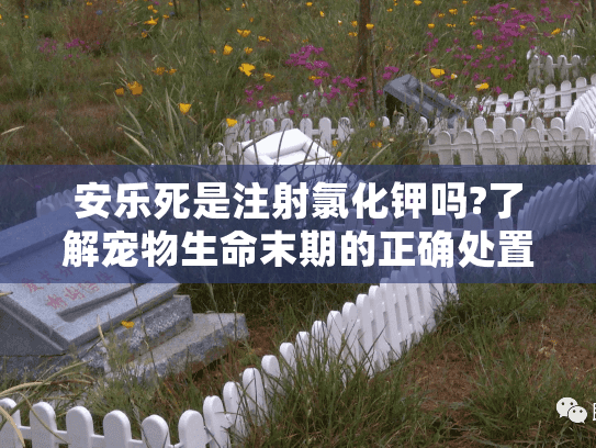 安乐死是注射氯化钾吗?了解宠物生命末期的正确处置方式