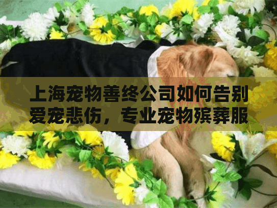 上海宠物善终公司如何告别爱宠悲伤，专业宠物殡葬服务权威指南