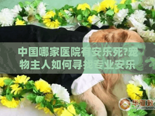 中国哪家医院有安乐死?宠物主人如何寻找专业安乐死服务