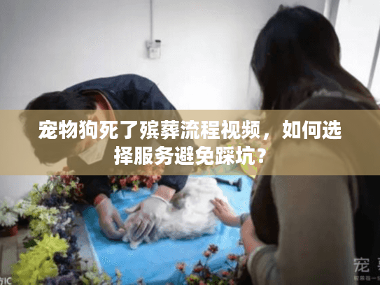 宠物狗死了殡葬流程视频,如何选择服务避免踩坑? 宠物狗死了殡葬流程视频,如何选择服务避免踩坑?