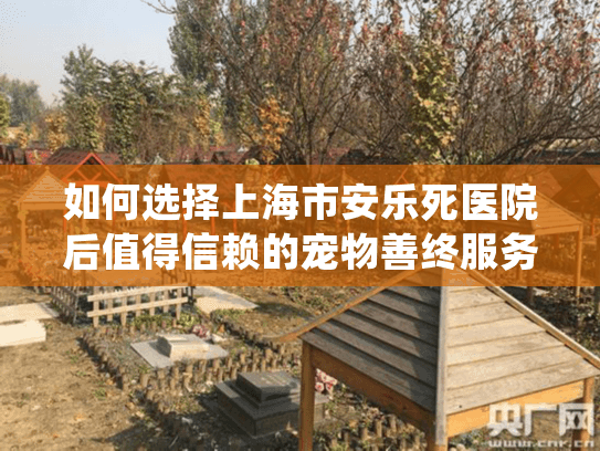 如何选择上海市安乐死医院后值得信赖的宠物善终服务?