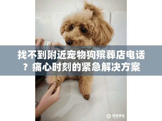 找不到附近宠物狗殡葬店电话?痛心时刻的紧急解决方案 找不到附近宠物狗殡葬店电话?痛心时刻的紧急解决方案