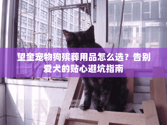 望奎宠物狗殡葬用品怎么选？告别爱犬的贴心避坑指南